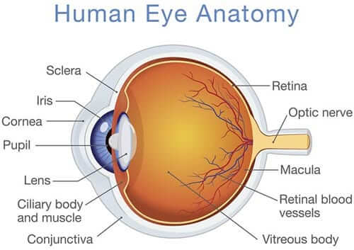 human-eye-anatomy human-eye-anatomy