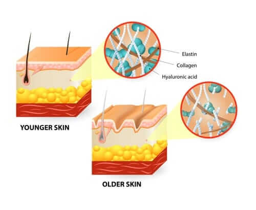 Skin-structure-diagram-vectors-material-03-1